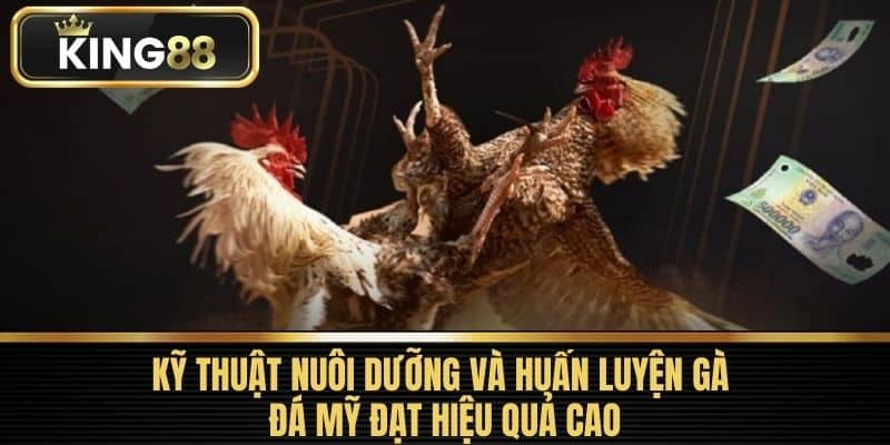 Kỹ thuật nuôi dưỡng và huấn luyện gà đá Mỹ đạt hiệu quả cao
